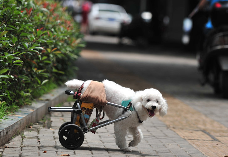 贵宾犬瘫痪 老夫妇为其做“轮椅”