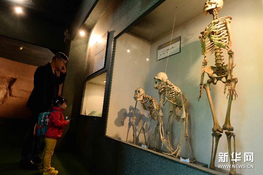 上海自然博物馆老馆即将谢幕 新馆下半年开放