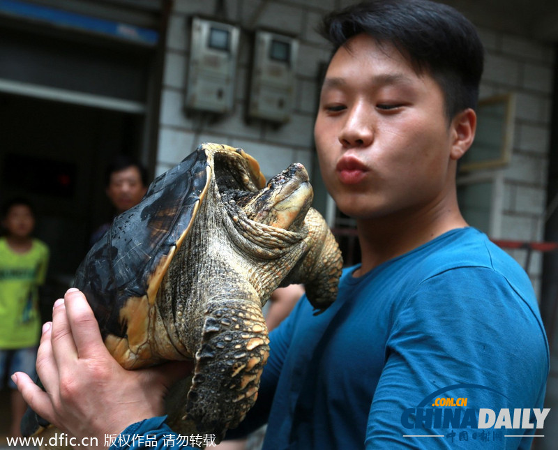 湖南娄底市民河中捕获超大鳄鱼龟 重达22.65斤号称“水底熊猫”