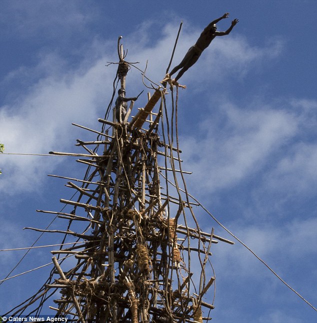 土著人绑藤条从90英尺高空蹦极 场面惊险刺激