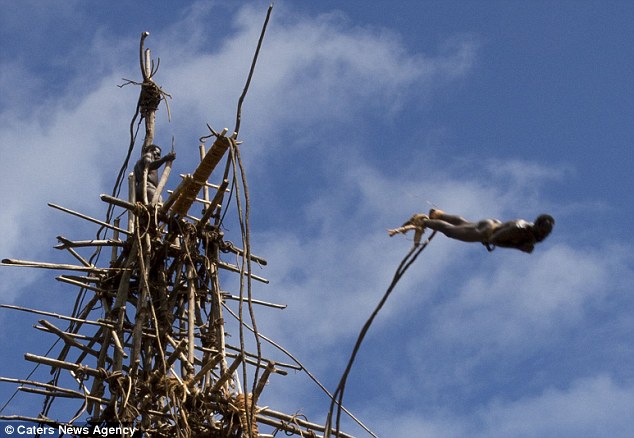 土著人绑藤条从90英尺高空蹦极 场面惊险刺激