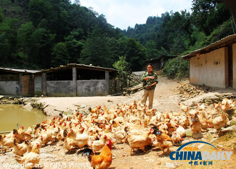 江西遂川：大学生放弃十万年薪返乡养殖生态鸡 当上“鸡司令”