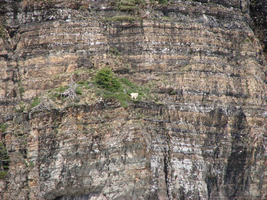 会当凌绝顶：生活在悬崖峭壁上的落基山羊