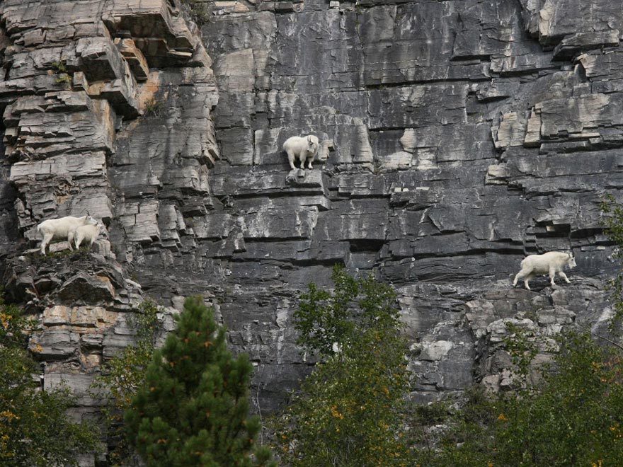 会当凌绝顶：生活在悬崖峭壁上的落基山羊