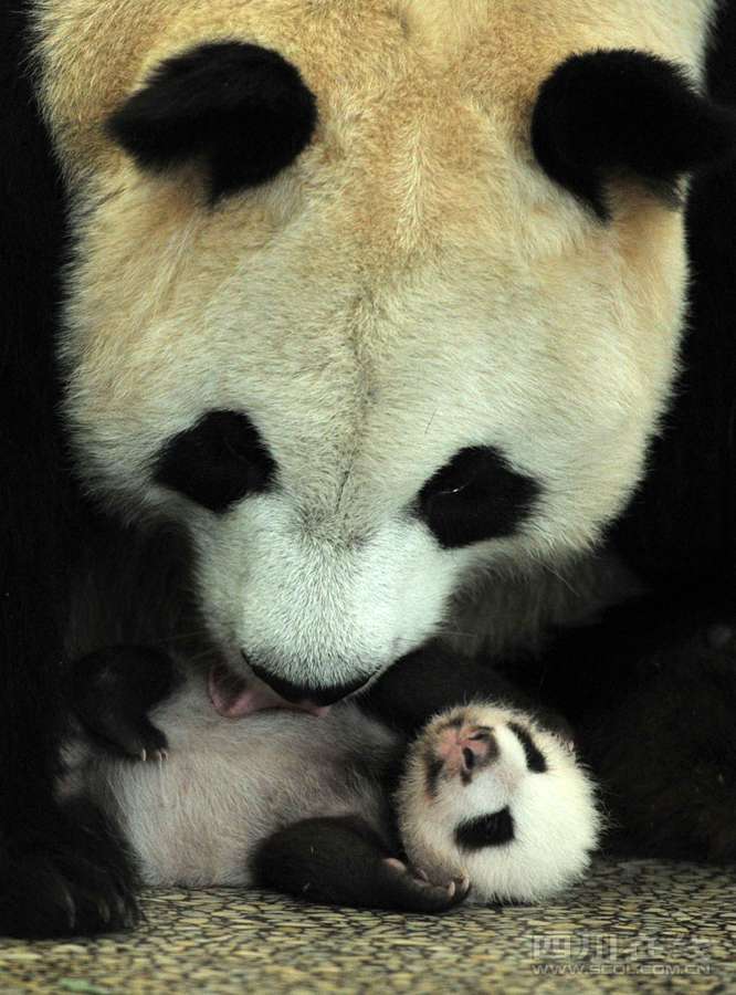 卧龙今年成功繁育7胎12仔大熊猫
