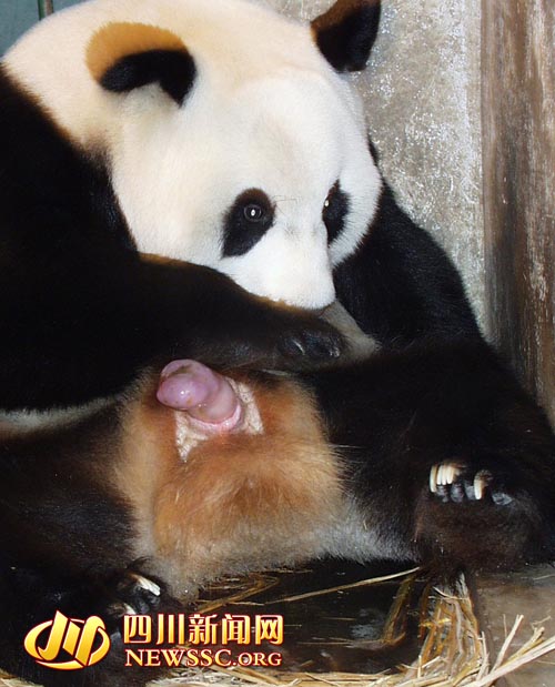 大熊猫怀胎5月 新生幼仔体重仅为母亲的1/993