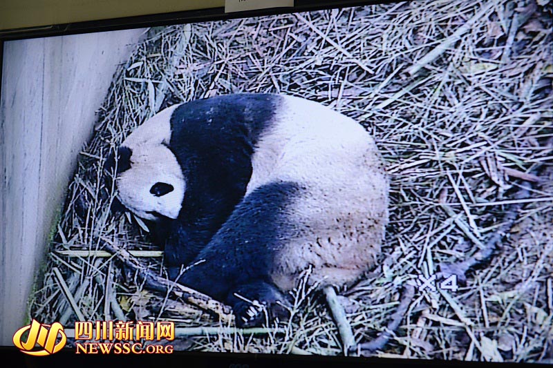 大熊猫怀胎5月 新生幼仔体重仅为母亲的1/993