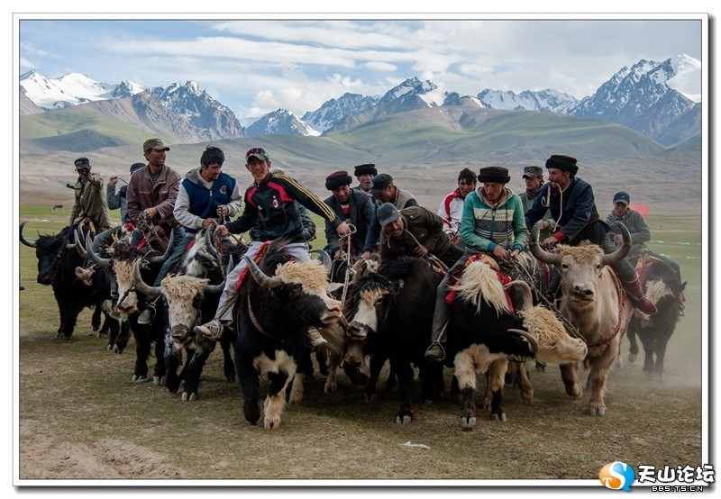 新疆帕米尔高原牦牛叼羊比赛 场面惊险刺激