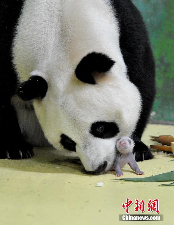 广州熊猫三胞胎初显黑白体型 体重大增