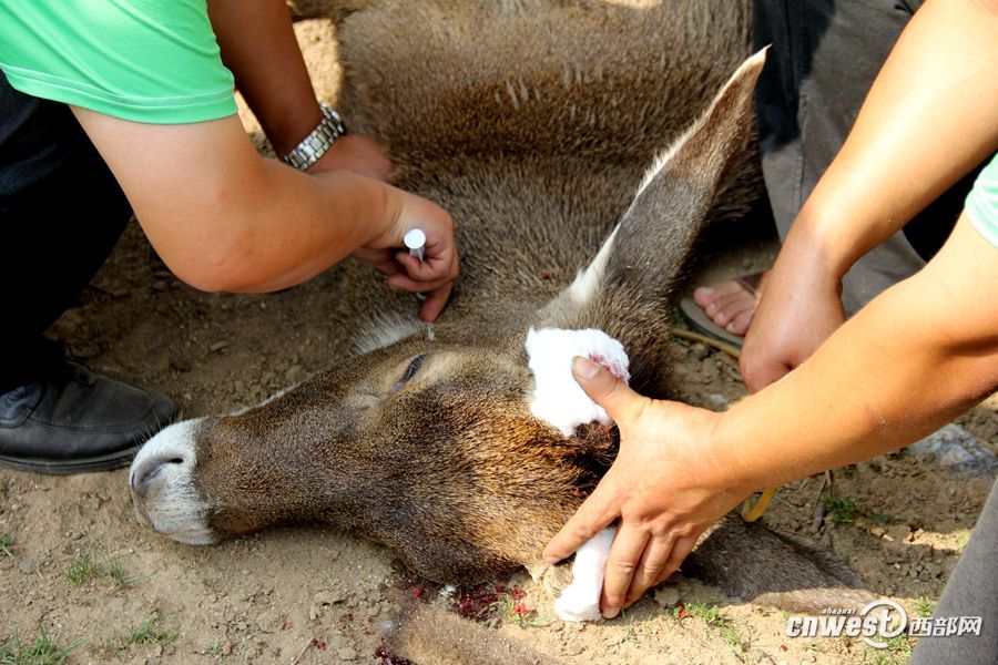 实拍动物园割鹿角 园方称防止顶伤其他动物