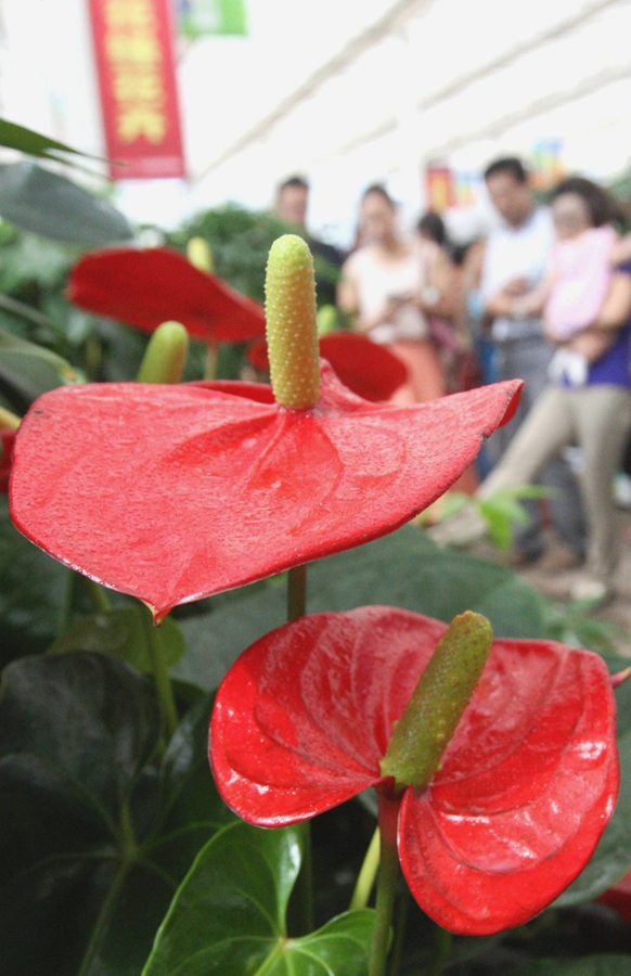 2014中国·新疆赏石古玩花卉博览会在克拉玛依开幕
