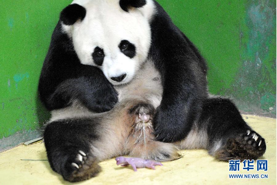 全球首例全部存活的三胞胎大熊猫成长“满月”