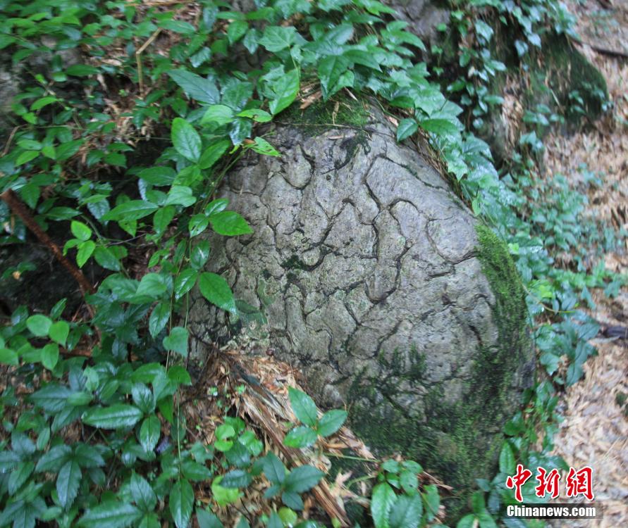 四川长宁发现奥陶纪“豹皮纹灰岩”