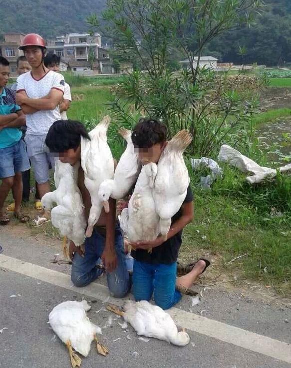 广西两少年偷鸭被抓 村民逼其嘴叼死鸭下跪