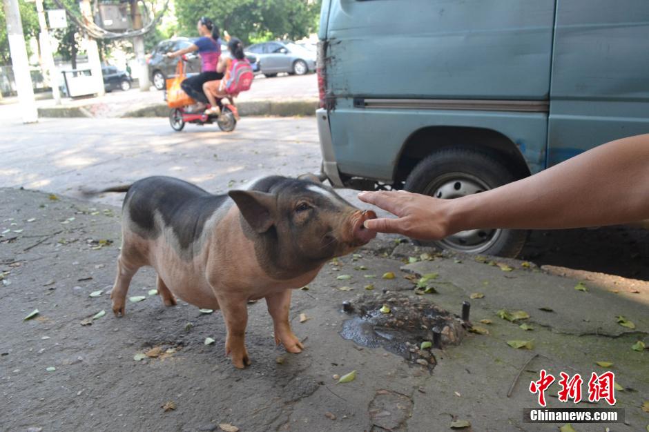 南昌市民“遛猪”引围观 小花猪取名“奶牛”街头卖萌