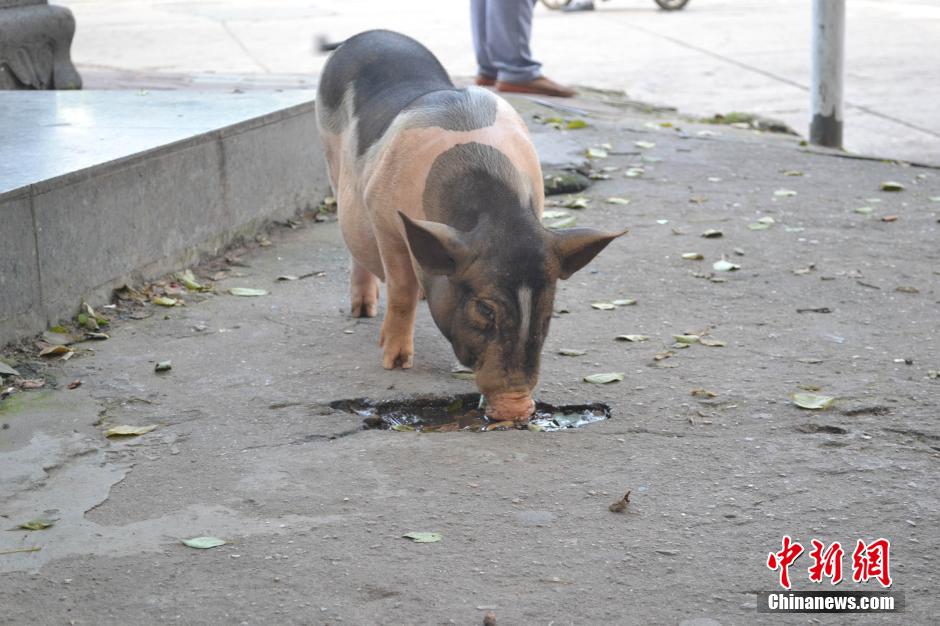 南昌市民“遛猪”引围观 小花猪取名“奶牛”街头卖萌