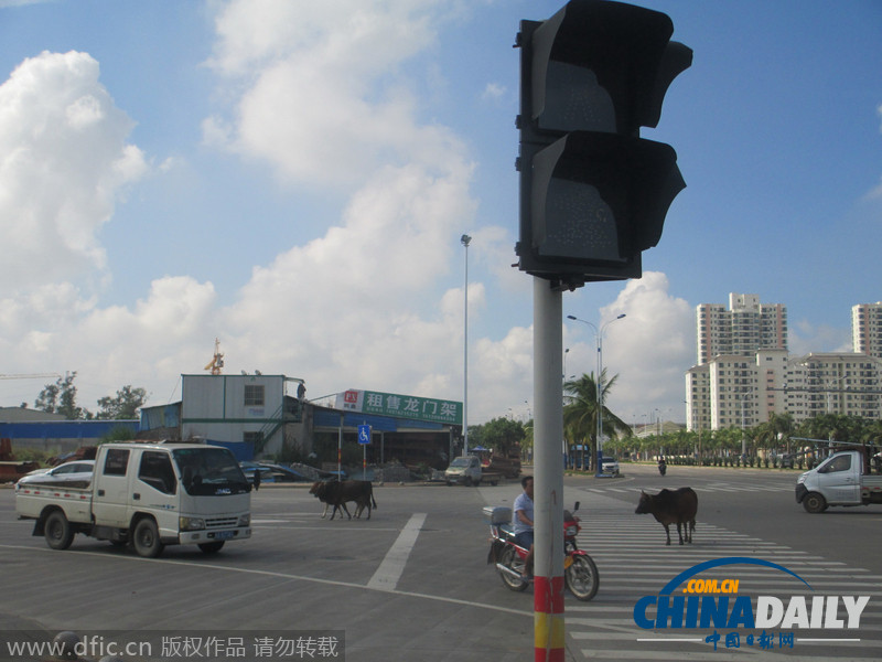 海口一路口老牛遛弯无监控 红绿灯闲置一年交管部门称“设备未移交”