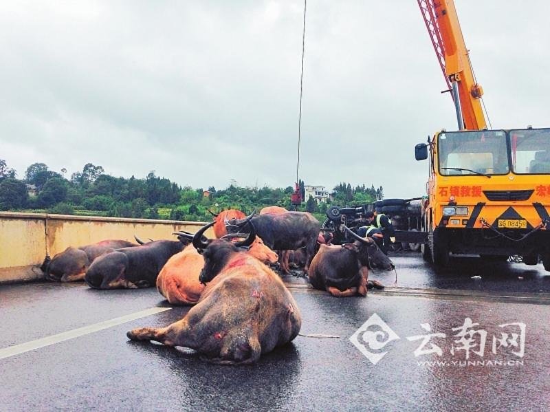 云南高速拉牛车侧翻 数十头水牛被甩出