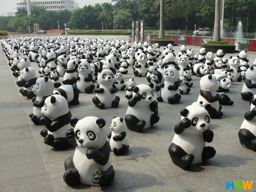 广东深圳：千只“大熊猫”觅主人
