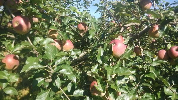 保护云南平川万亩苹果园 帮助果农发家致富