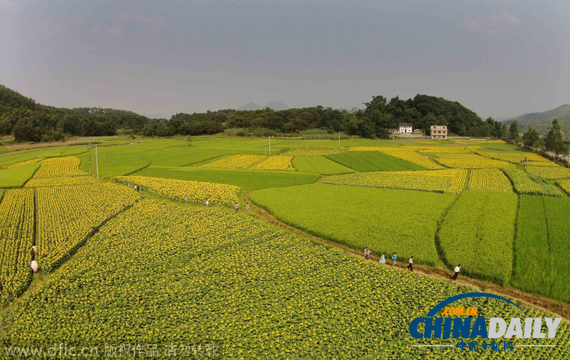 广西农民种植油葵“中国梦” 庆国庆