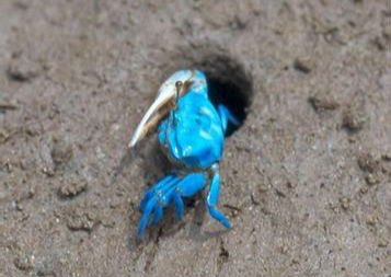 福建海滩现蓝色螃蟹 网友称“阿凡达”蟹
