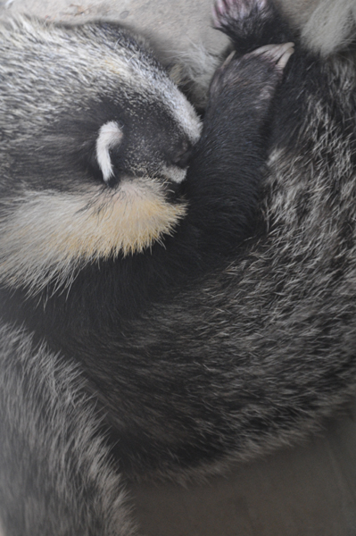 云南野生动物园拯救猪獾