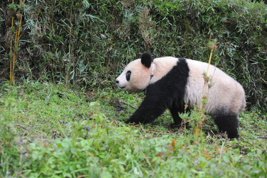 大熊猫“雪雪”在四川雅安放归自然