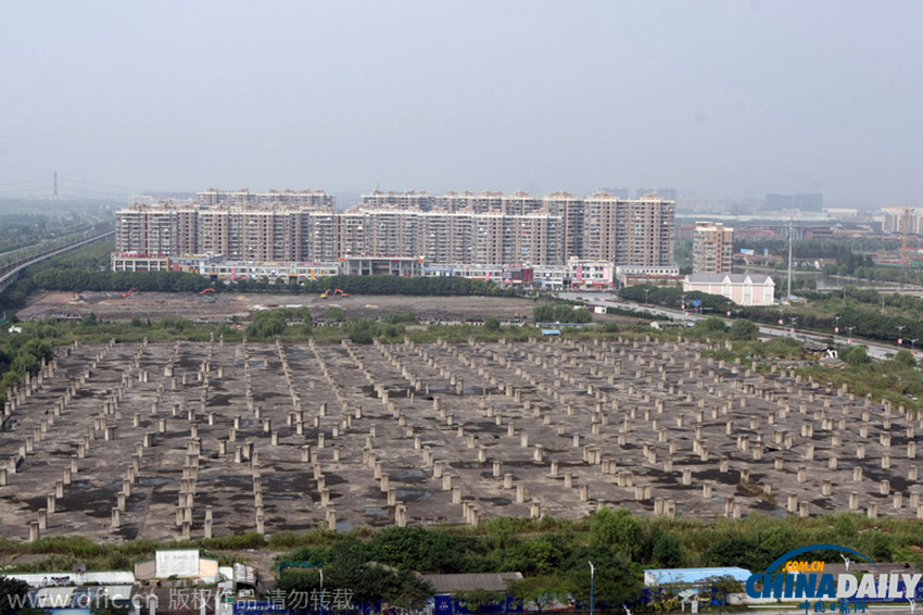 上海一地块树千根桩头似“墓地”