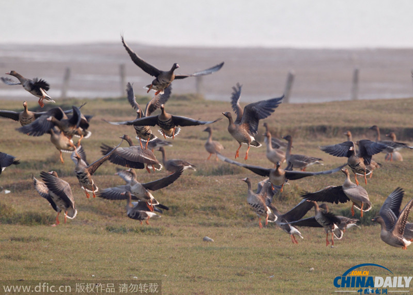 首批候鸟抵达鄱阳湖越冬