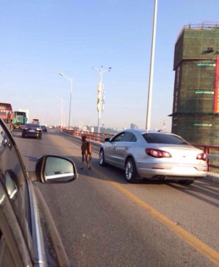 福建一女子海沧大桥上驾车“遛马”被治安拘留
