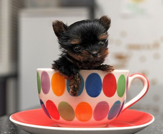 小狗身高仅5厘米 可放进茶杯