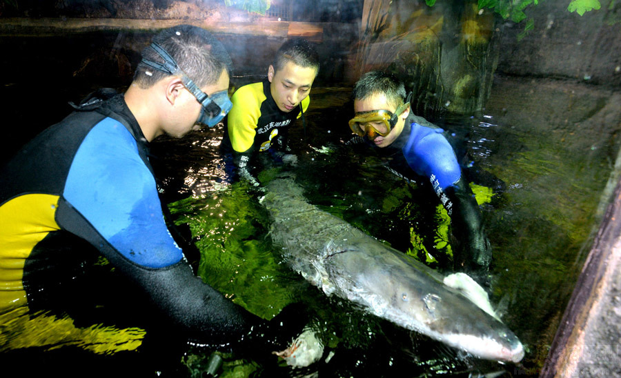 武汉海洋世界鱼缸被游客拍裂 内装90吨水