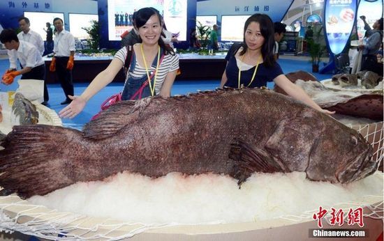 福州渔博会展出420斤重巨型石斑鱼