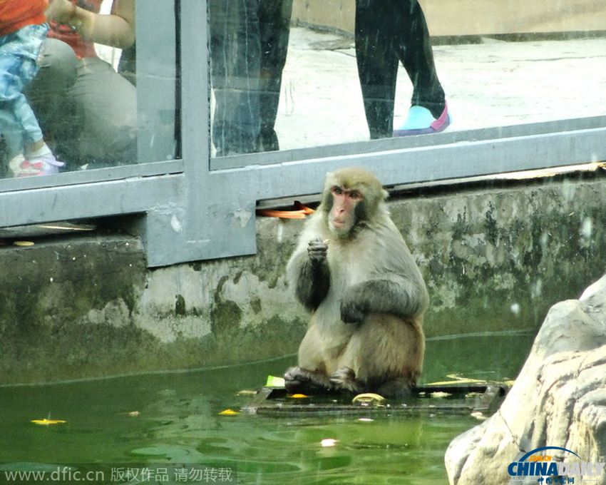 南京：猴王争霸赛落败公猴