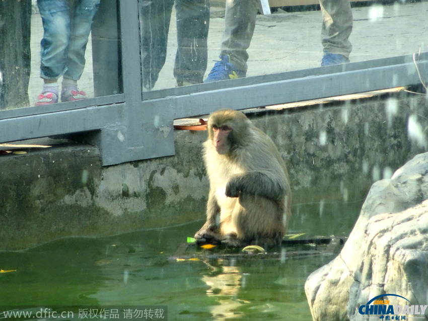 南京：猴王争霸赛落败公猴
