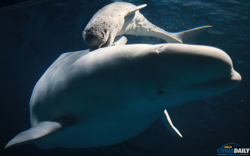 长沙：国内首例白鲸产子 新生第一天鲸宝宝努力觅乳