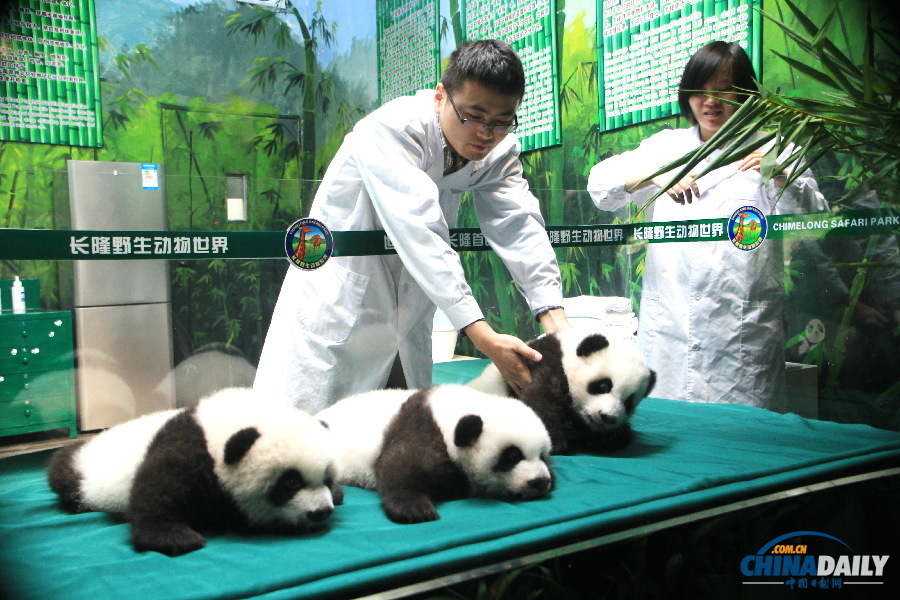全球唯一大熊猫三胞胎迎来百日首次公开亮相