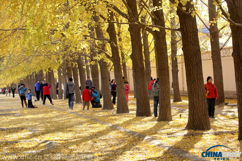 北京：最后的秋色美景
