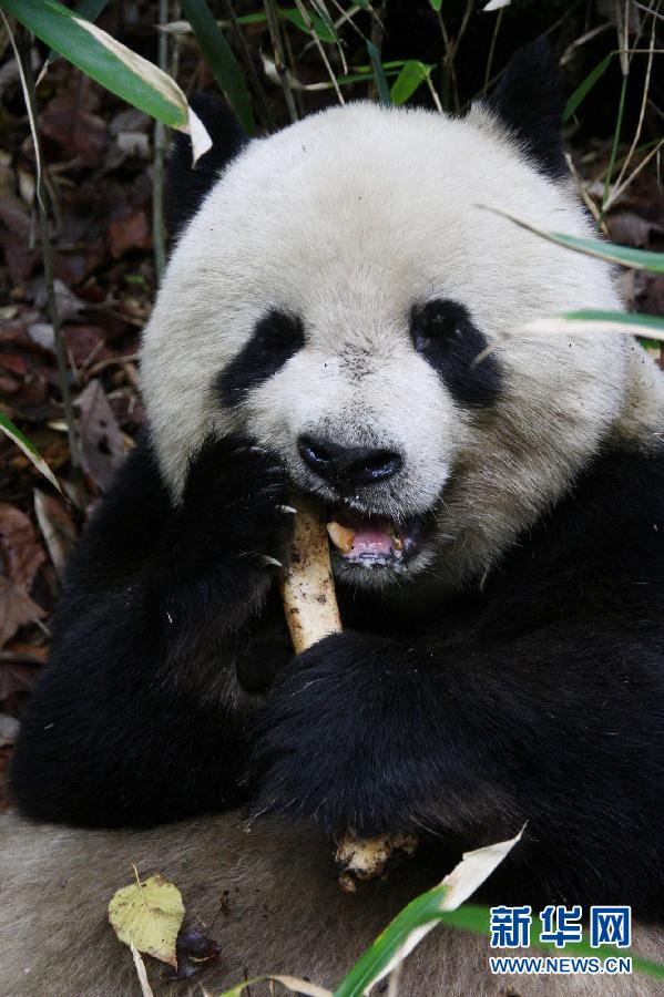 陕西首次观察到秦岭大熊猫啃食羚牛腿骨