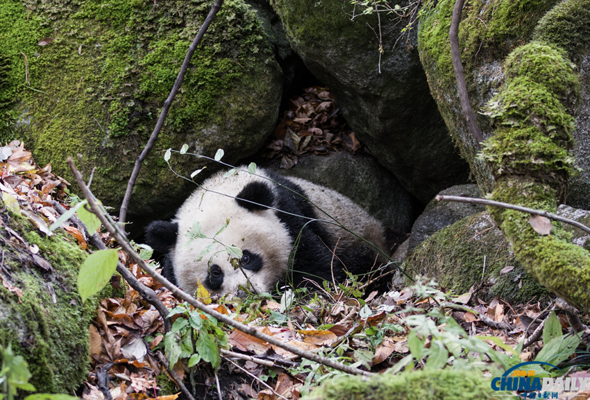 四川唐家河发现一只受伤熊猫 或被黄喉貂围攻
