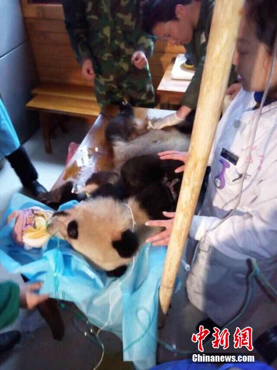 四川青川唐家河保护区受伤大熊猫向人类求助