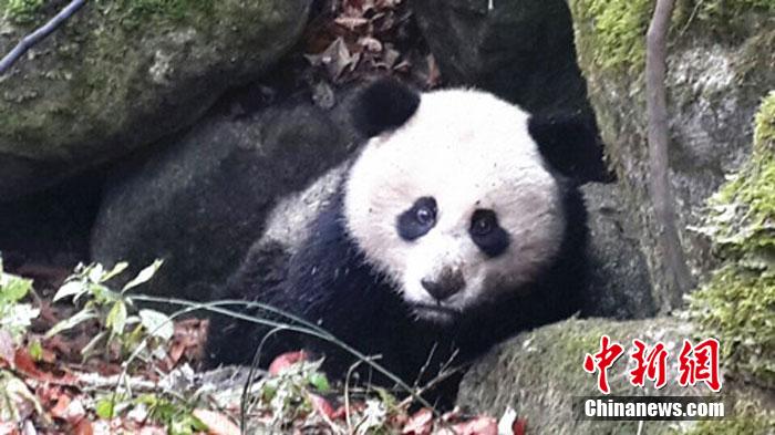 四川青川唐家河保护区受伤大熊猫向人类求助