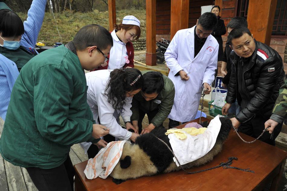 野生大熊猫受重伤肠子外露 疑遭黄喉貂围攻