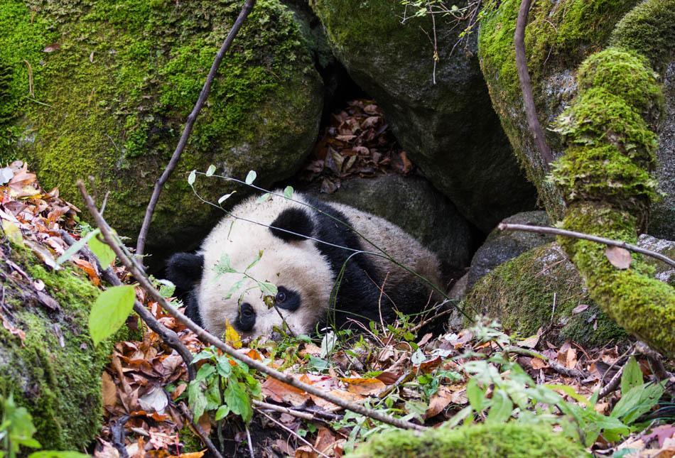 野生大熊猫受重伤肠子外露 疑遭黄喉貂围攻