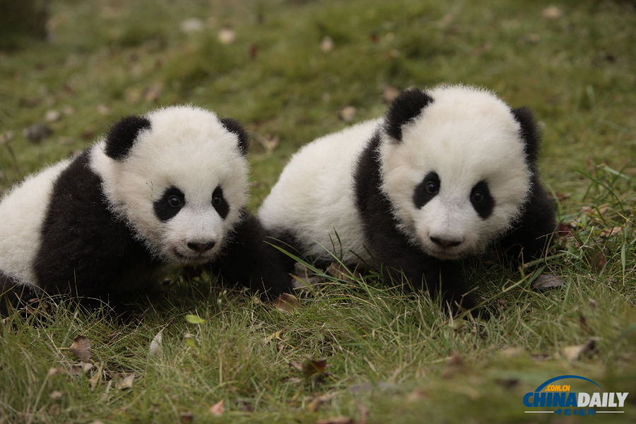成都龙凤胎大熊猫全球征名揭晓 取名“毛竹”和“毛笋”