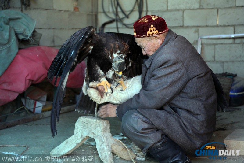 图片故事：71岁哈萨克驯鹰传人恰里普汗