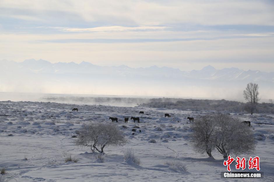 新疆昭苏地区连续降温后出现雾淞美景