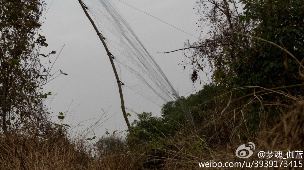 南昌瑶湖出现天网捕鸟 斑鸠成为囊中之物