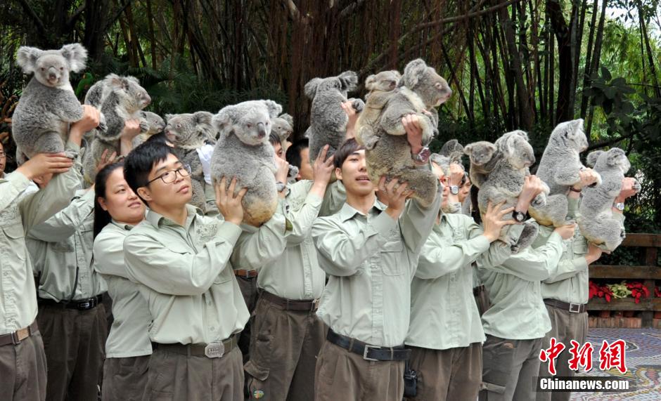 全球最大考拉海外种群在广州集体亮相